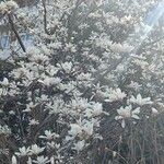 Magnolia denudata Λουλούδι