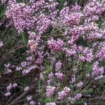 Erica erigena Flor