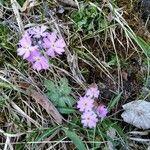 Primula farinosaFlor