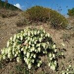 Origanum rotundifolium फूल