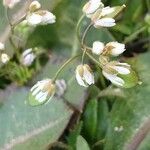 Erophila verna 花