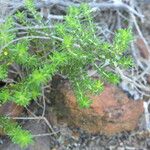 Agathosma capensis Elinympäristö