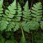 Dryopteris pentheri Blatt