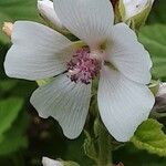 Althaea officinalis Цвят