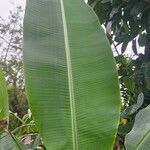 Musa ornata Leaf