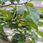 Crataegus persimilis Плід