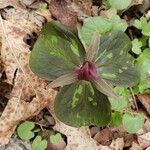 Trillium sessile 叶