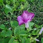 Ipomoea asarifoliaFlor