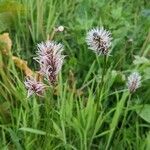 Eriophorum vaginatumFlower