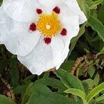 Cistus ladaniferപുഷ്പം