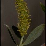 Salix laevigata Цвят