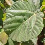 Ficus auriculata Leaf