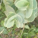 Kalanchoe fedtschenkoi Leaf