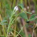 Trifolium ornithopodioides Egyéb