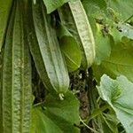 Luffa acutangula Frucht