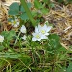 Ornithogalum gussonei Flower