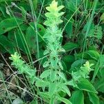 Sideritis montana Habit