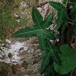 Hedera hibernica Hostoa