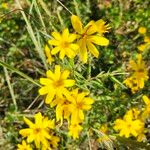 Bidens aristosa Flower