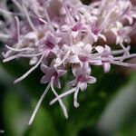 Ageratina occidentalis Blomst