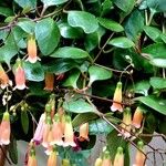 Kalanchoe manginii Лист