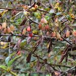 Berberis thomsoniana Habitat