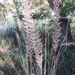 Muhlenbergia lindheimeri عادت