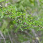 Sideroxylon stenospermum Pokrój