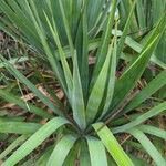 Yucca gloriosaBlatt