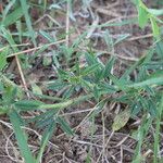 Stylosanthes fruticosa Blatt