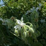 Borago officinalis 整株植物