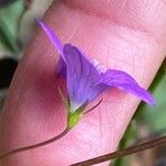 Campanula patula Λουλούδι