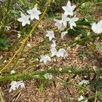 Campanula pyramidalis Φύλλο