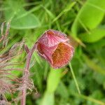 Geum rivale Blomst