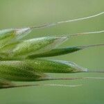 Bromus commutatus چھال