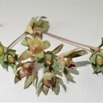 Androsace maxima Mbuma