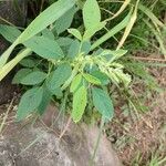 Desmodium tortuosum 葉