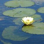 Nymphaea lotus 花