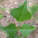 Erythrina herbacea ഇല