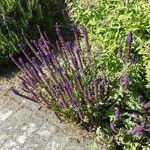 Salvia verticillata Habit