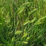 Agropyron cristatum Folha