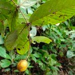 Strychnos phaeotricha Blatt