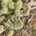 Ptilotus obovatus Flower