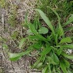 Plantago argentea葉