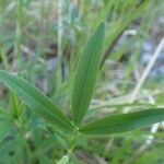 Trifolium rubens Leaf