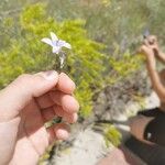 Campanula rapunculus花