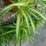 Chlorophytum comosum 葉