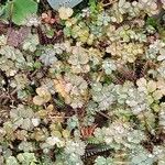 Leptinella squalida 葉