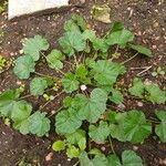 Malva neglecta 整株植物