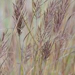 Bothriochloa bladhii Flower